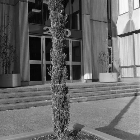 Portrait arboricole urbain Toronto