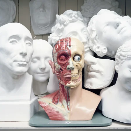 Anatomic Head, réserve de l'Université Laval