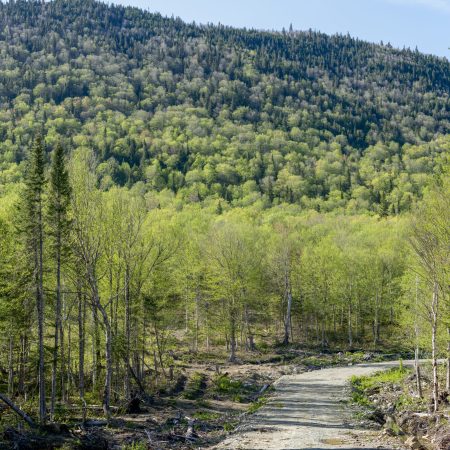 Forêt semencière