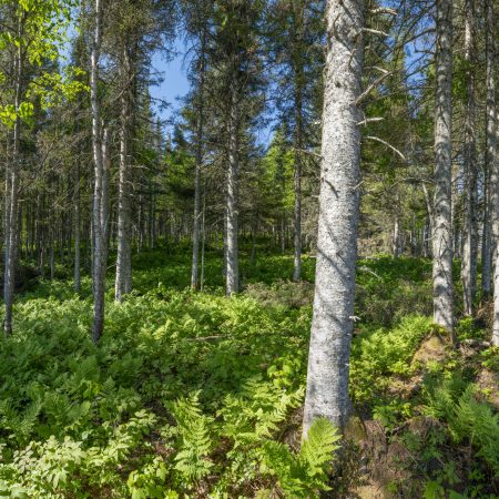 Forêt mature réserve Matane