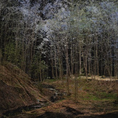 Forêt ancienne et rare St-René_2