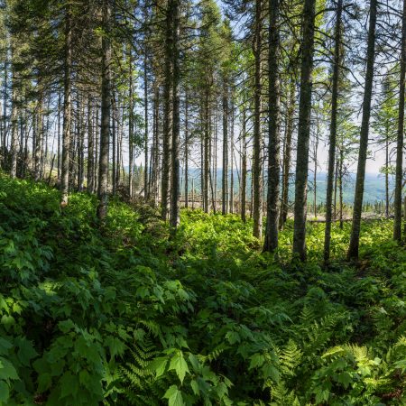 Forêt mature Les Perches Réserve Matane