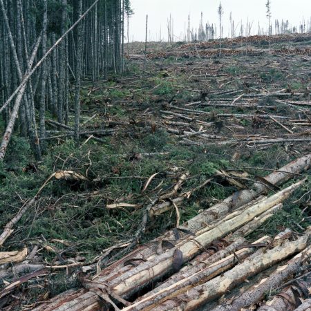 La forêt dans les Chics Chocs