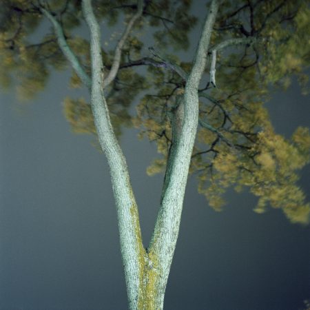 Les arbres du chemin St-Louis