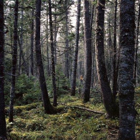 Les sapinières intactes de la Gaspésie