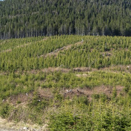 Plantation1